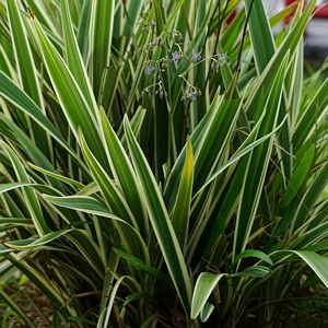 Dianella Flax Lilly